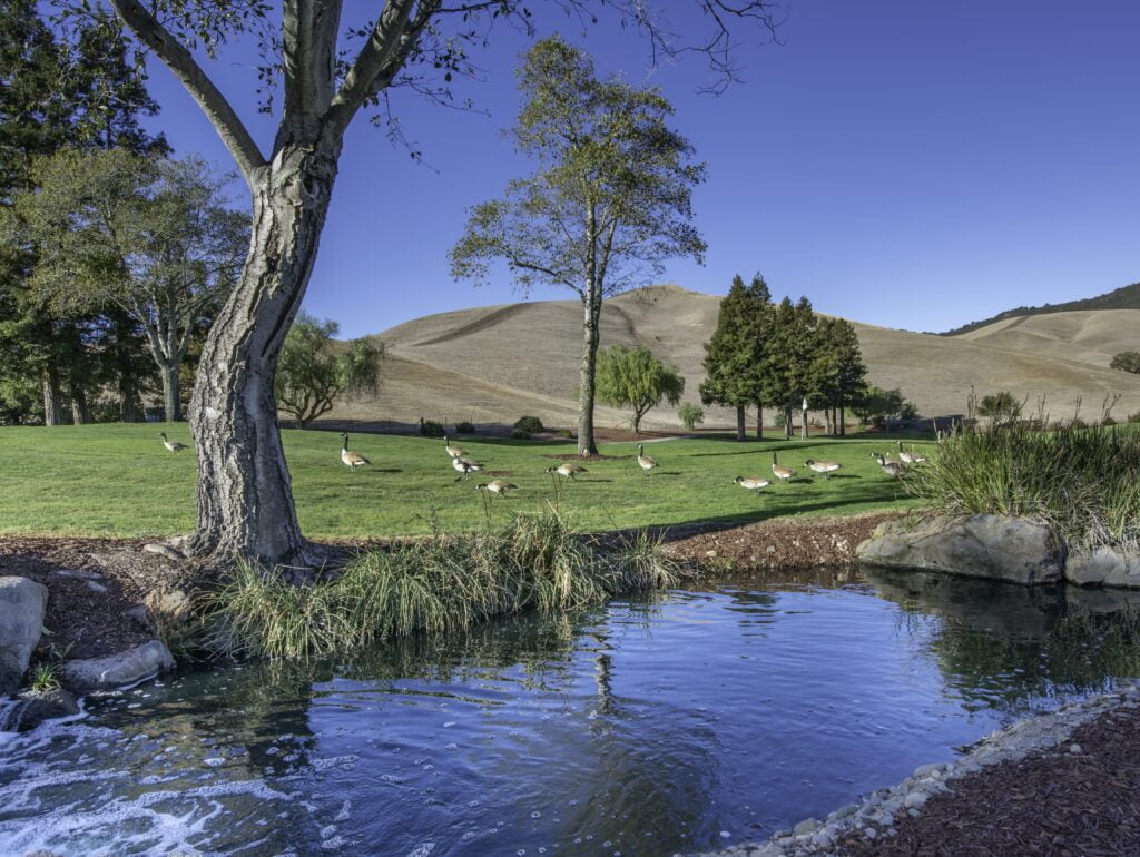 Which Public Golf Courses Offer The Most Scenic Views?